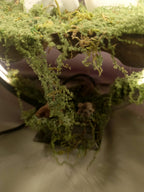 Büyülü Diyarın Işıltısı Masalsı Orman Tütsülüğü - LED Işıklı Tütsülüklü